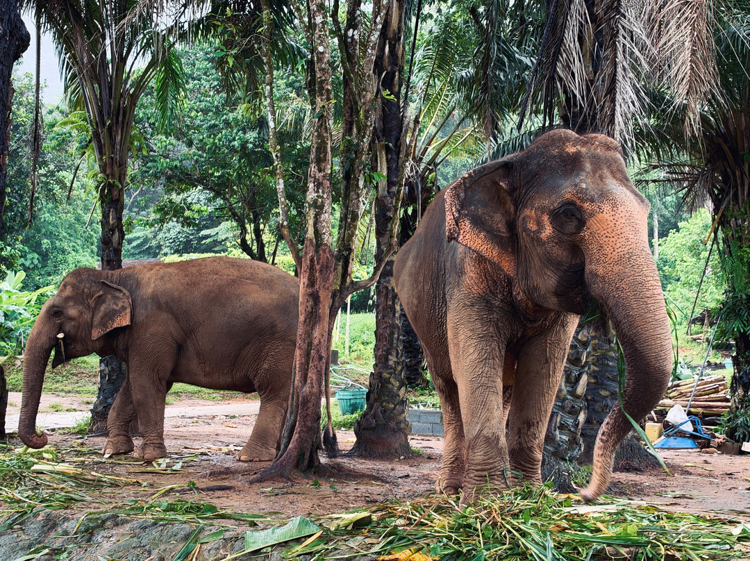 Phuket Elephant Nature Reserve-他朗必去景点