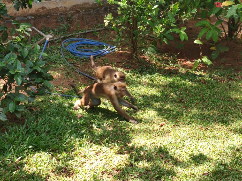 Silina Safari Resort