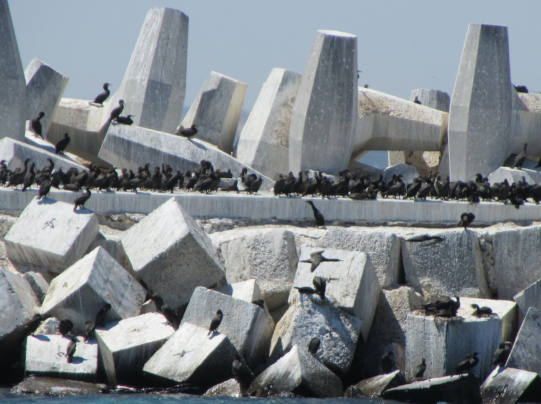 开普敦中心区旅游景点-罗本岛