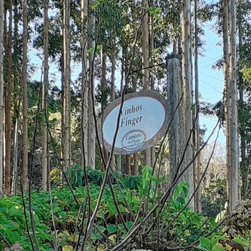 Vinhos Finger-Rolante必去景点