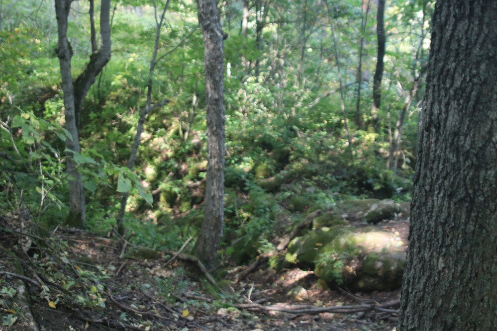 Nottawasaga Lookout Provincial Nature Reserve景点图片