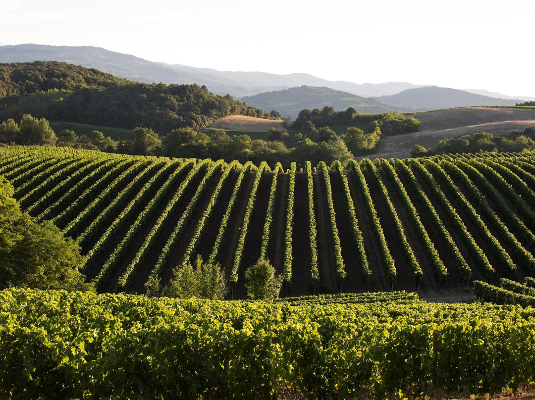Domaine de Baronarques景点图片