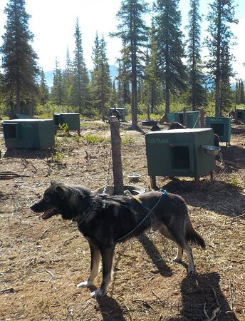 Wildthingz Dog Mushing (Summer)-坎特维尔必去景点