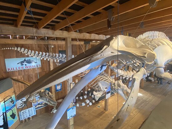 The Whale Interpretive Centre景点图片
