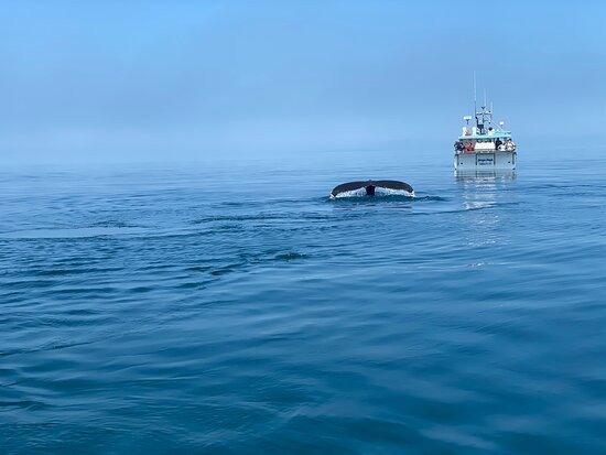 Ocean Explorations-Tiverton必去景点