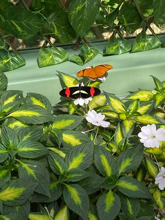 Wings of Mackinac Butterfly Conservatory景点图片