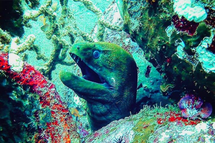 Scuba Mafia景点图片