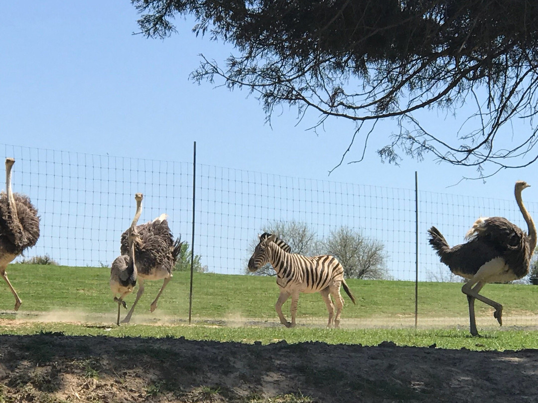 Tennessee Safari Park景点图片