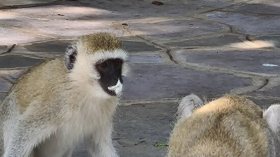 Matvilla Beach主图