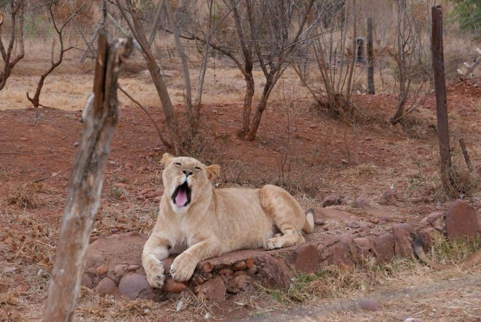 Walking With Lions-比勒陀利亚必去景点