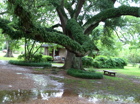 Melrose旅游攻略图片