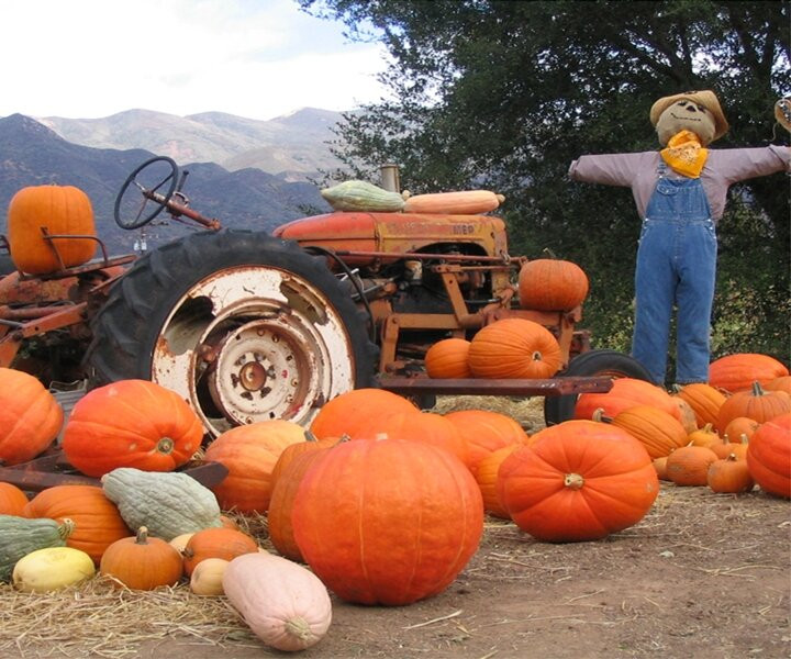Boccali Ranch Pumpkin Patch