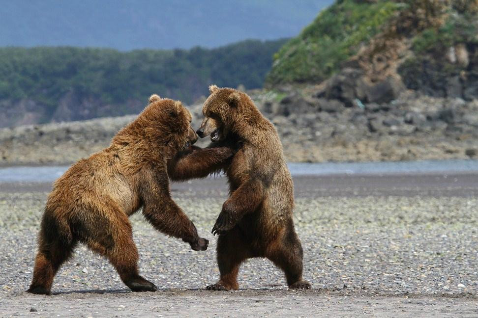 Hallo Bay Lodge Bear VIewing景点图片