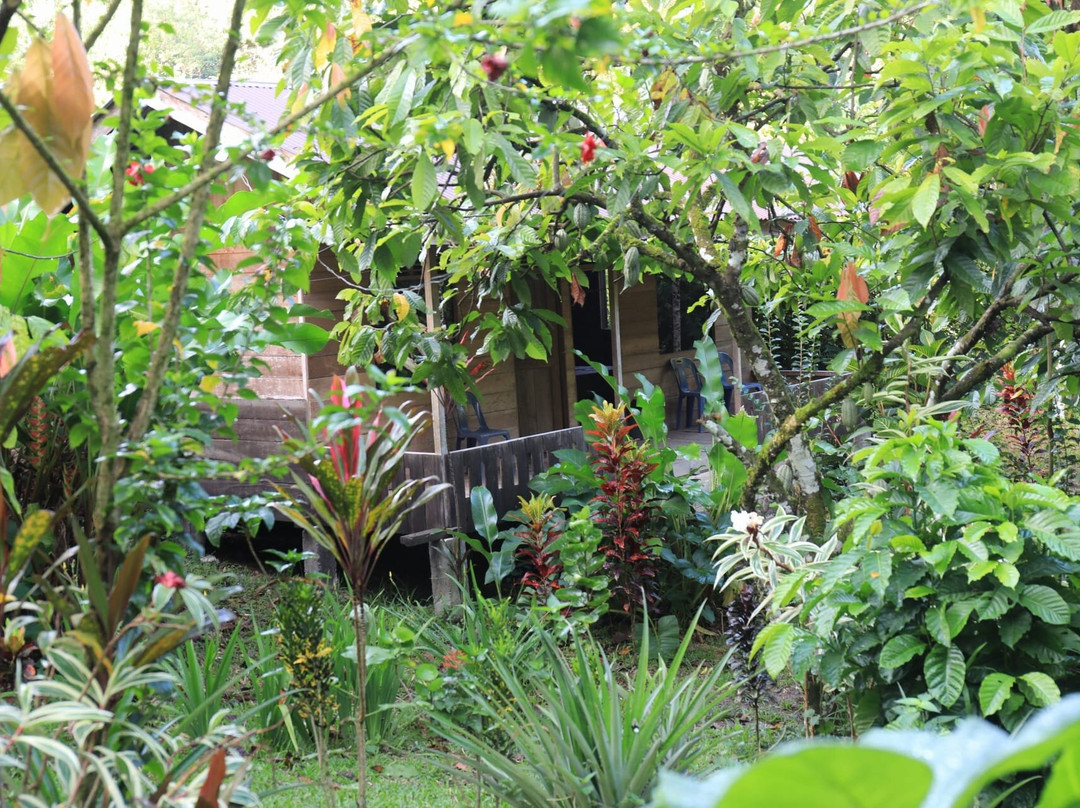 Orangutan Ketambe Guesthouse & Restaurant