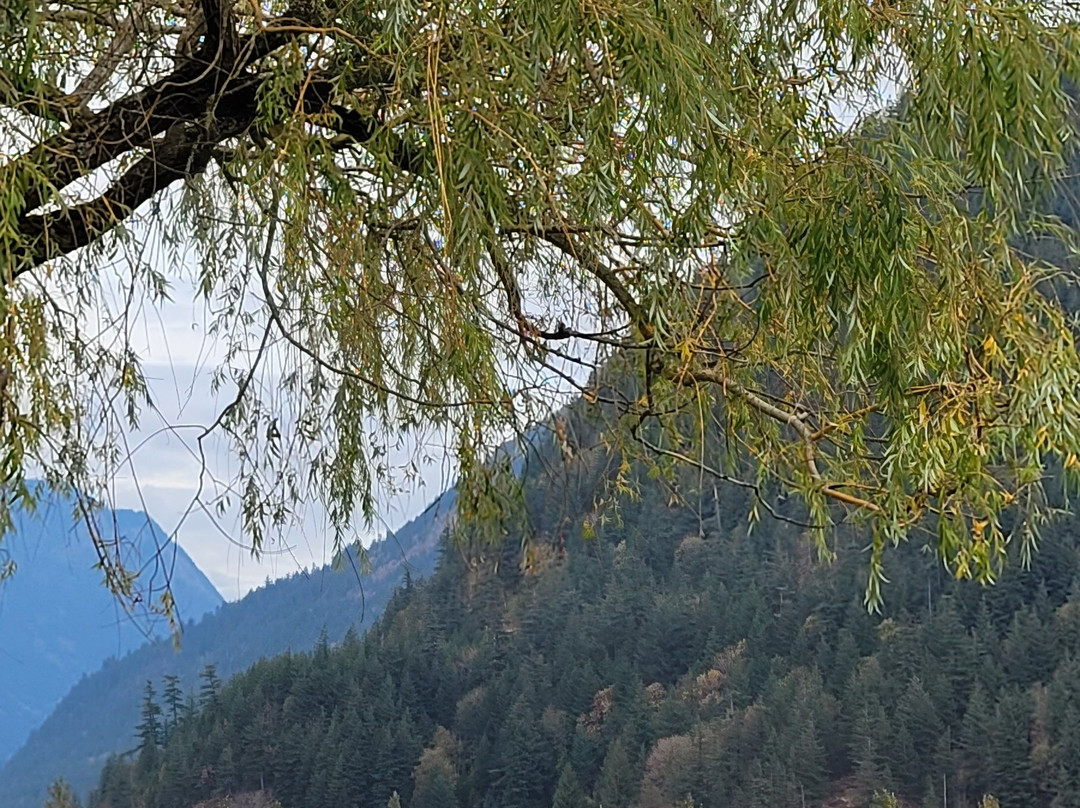 Cedar Springs Harrison Lake