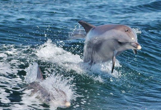 Koala Adventure Tours-袋鼠岛必去景点