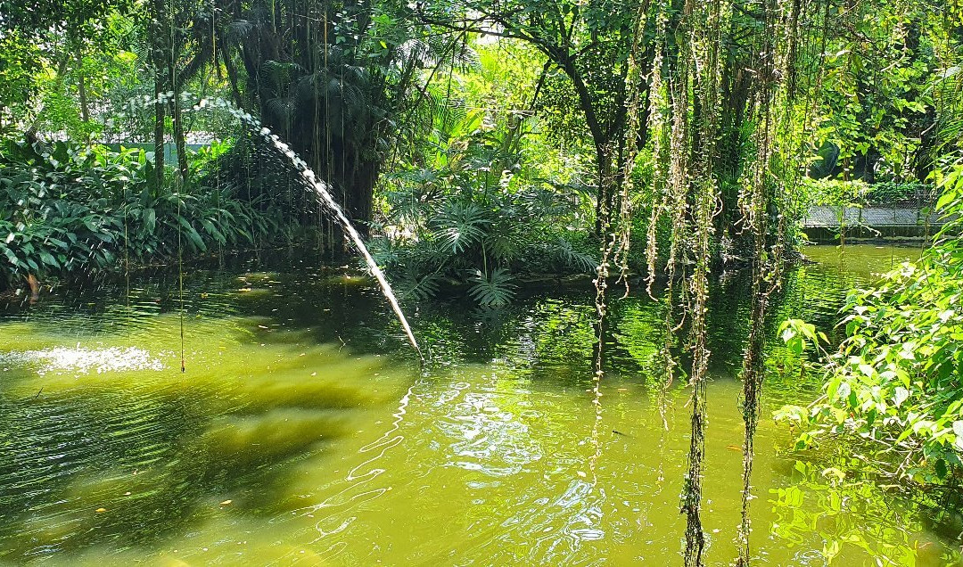 Orchid Garden-桑托斯必去景点