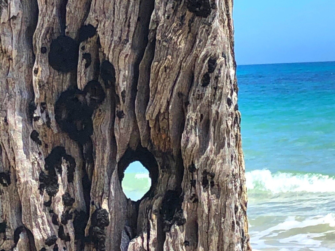 Jetty Pylons-Port Willunga必去景点