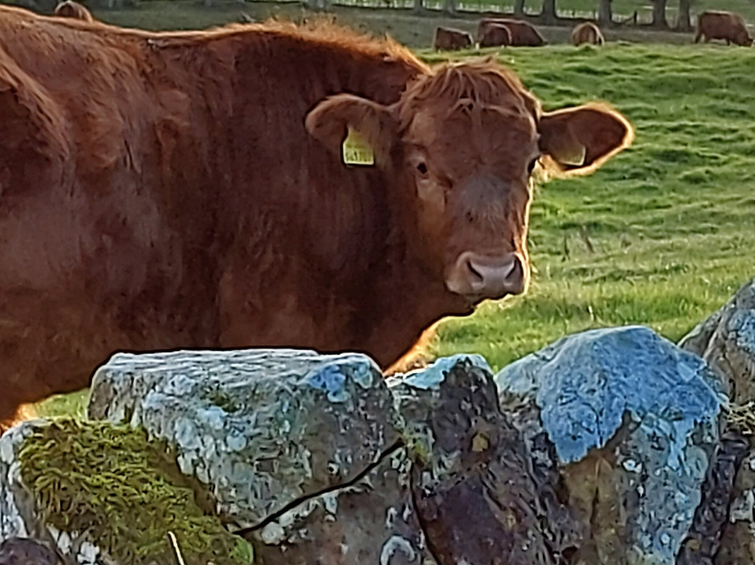 Ancroft旅游攻略图片