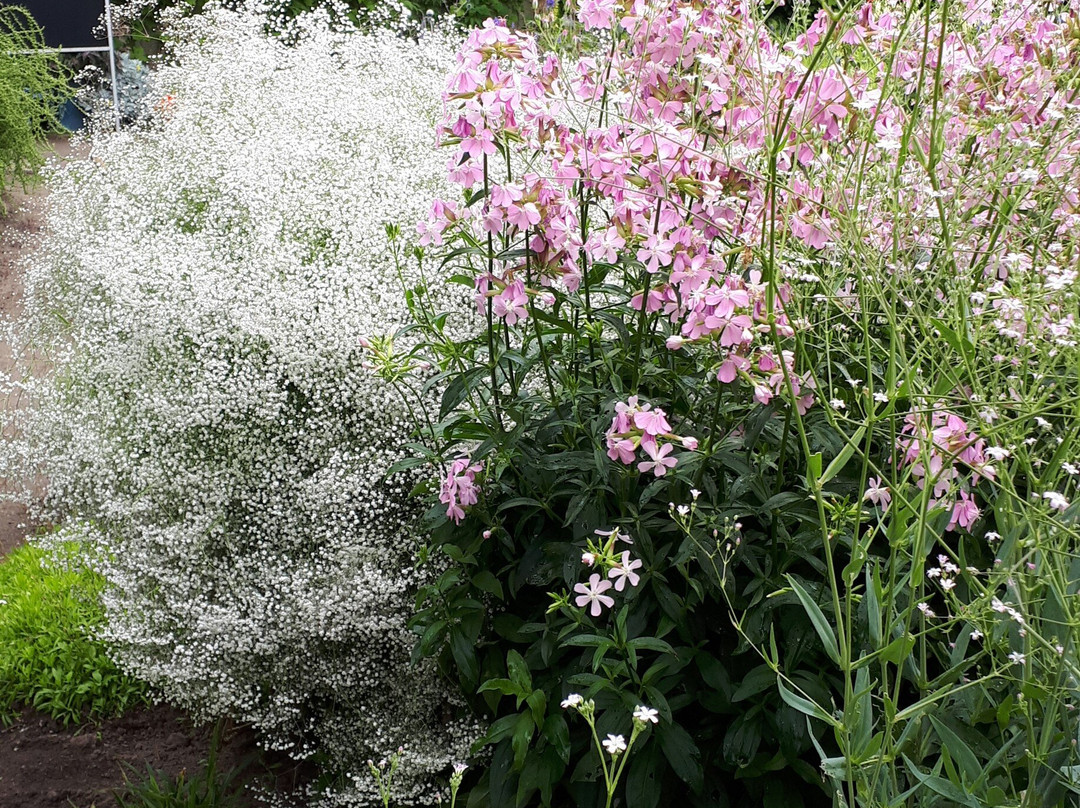 Tartu University Botanical Garden-塔尔图必去景点