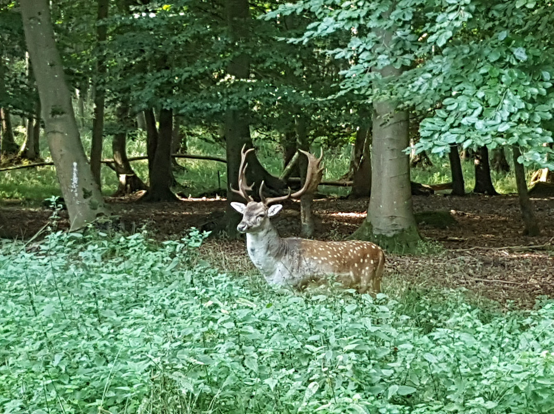Nationales Naturmonument Ivenacker Eichen景点图片