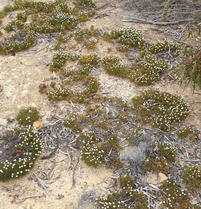 Njaki Njaki Aboriginal Cultural Tours-Merredin必去景点