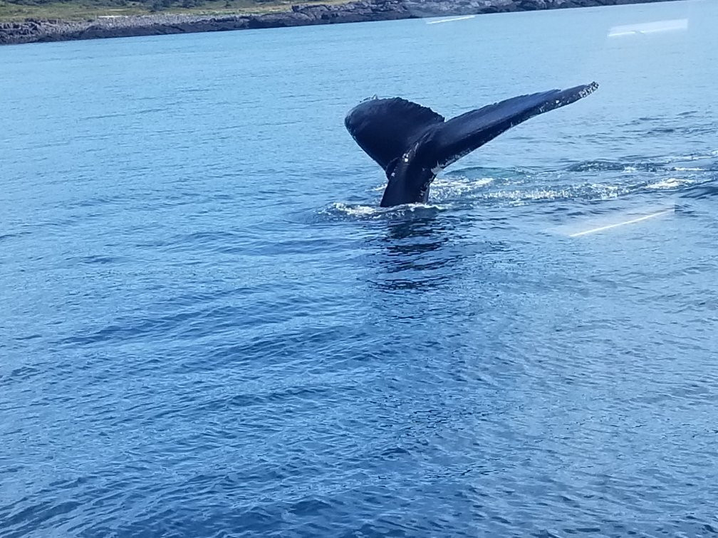 Brier Island Whale and Seabird Cruises-Westport必去景点