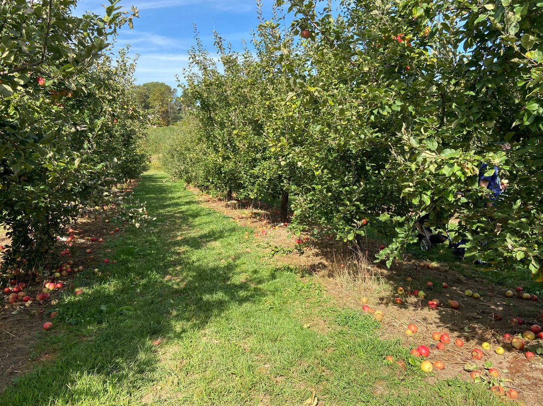 Dondero Orchards景点图片