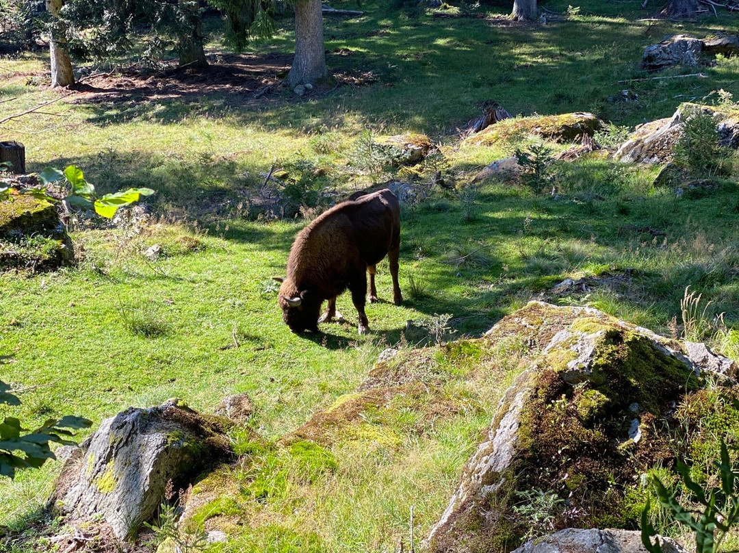 Tierfreigelaende im Nationalparkzentrum Lusen-Neuschonau必去景点