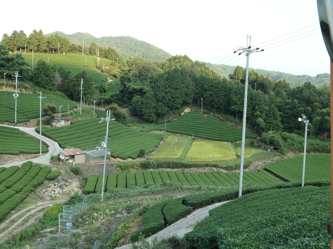 Ishitera Tea Plantation-和束町必去景点
