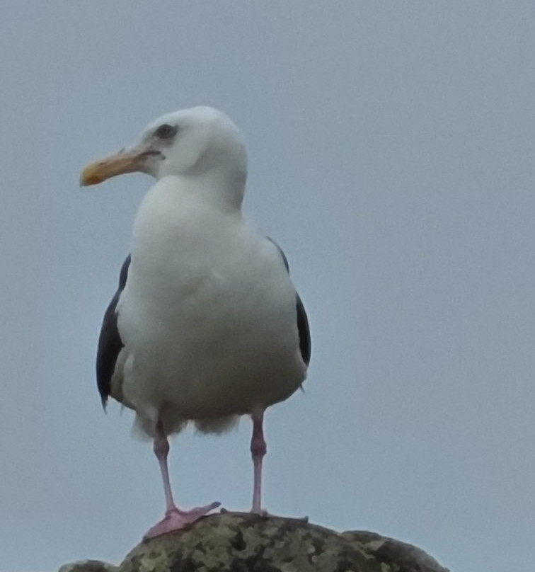 Nemuro Kurumaishi-根室市必去景点