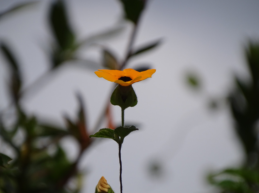 Queen Elizabeth Park-彼得马里茨堡必去景点