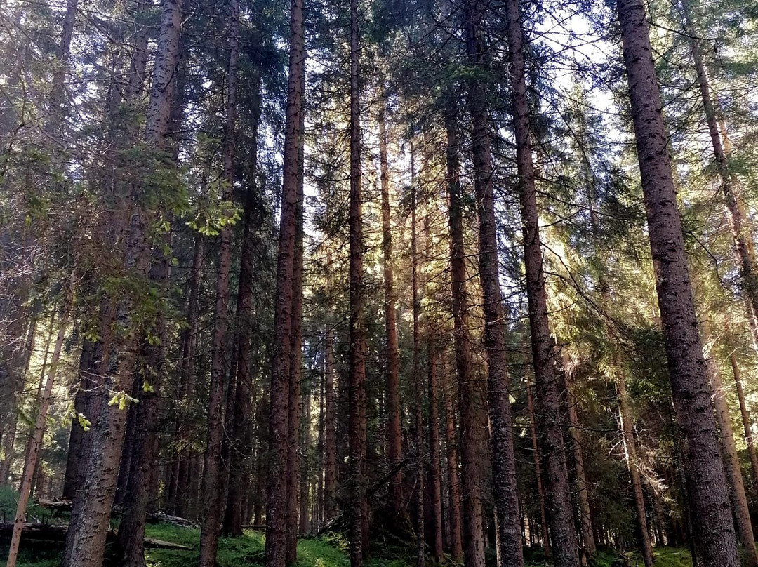 Parco Naturale Paneveggio Pale di San Martino景点图片