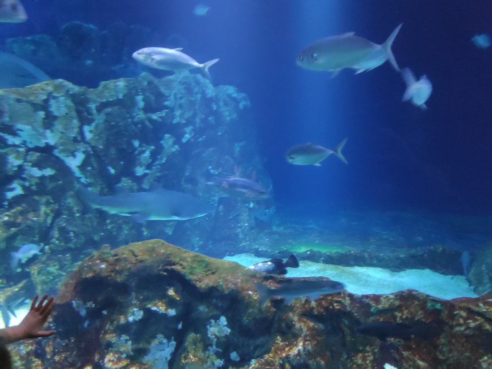 Israel Aquarium-耶路撒冷必去景点