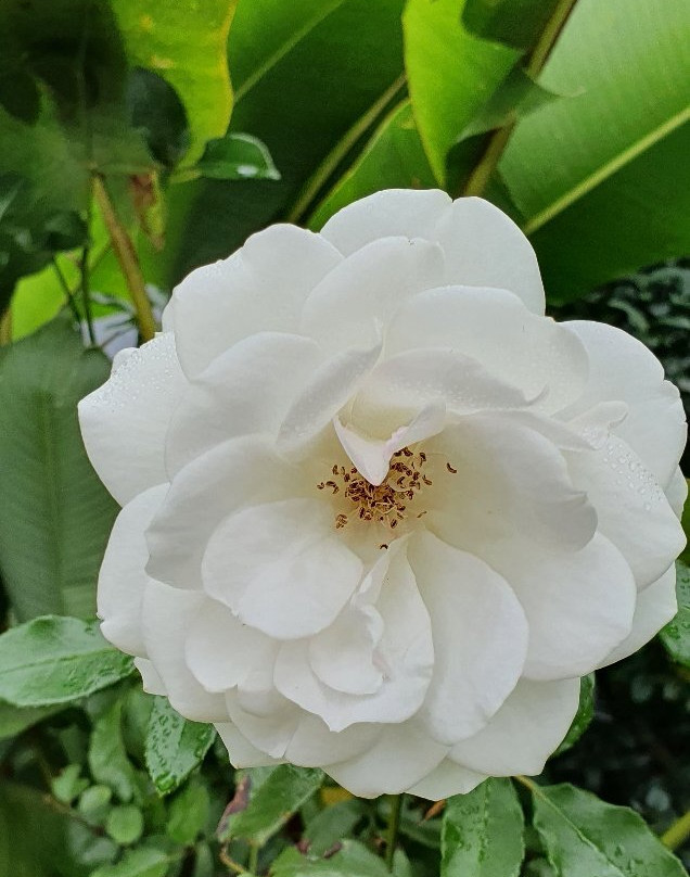 阿瑟顿假日公园主图