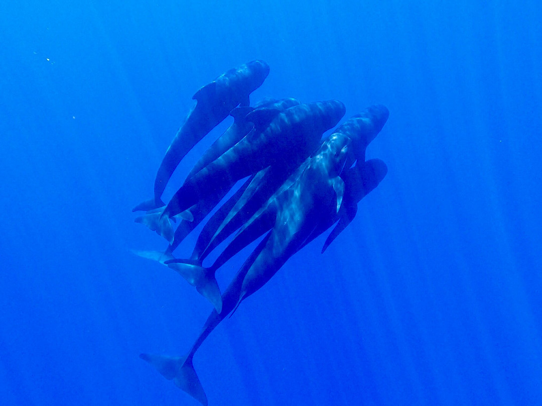 Nager avec les Dauphins-曼德琉-拉-那泡乐必去景点