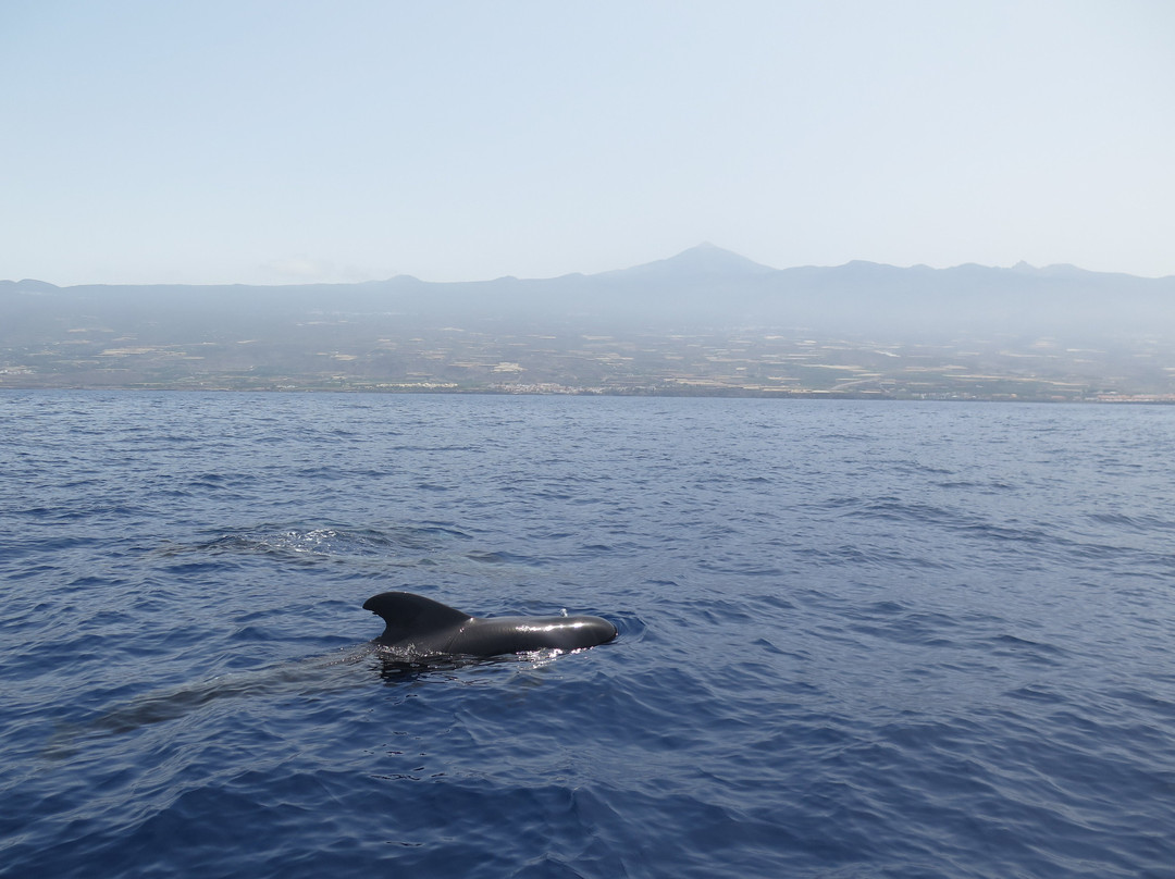 Whale Wise Eco Tours景点图片