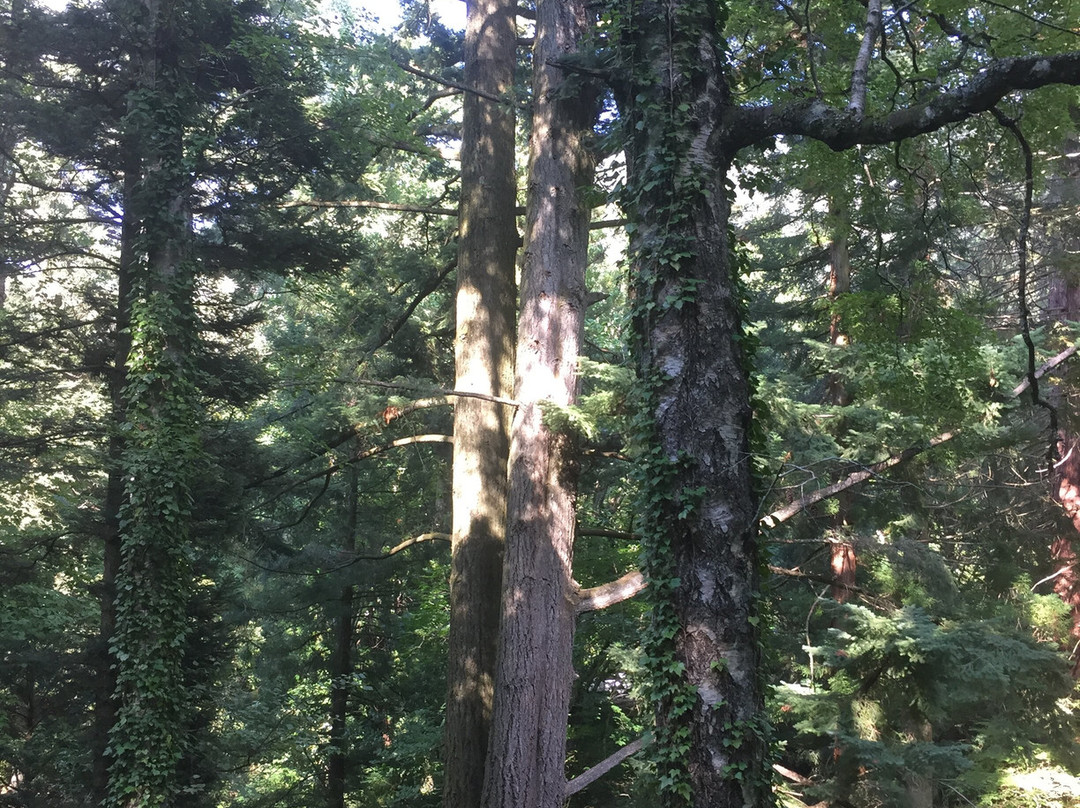 Arboreti di Vallombrosa景点图片