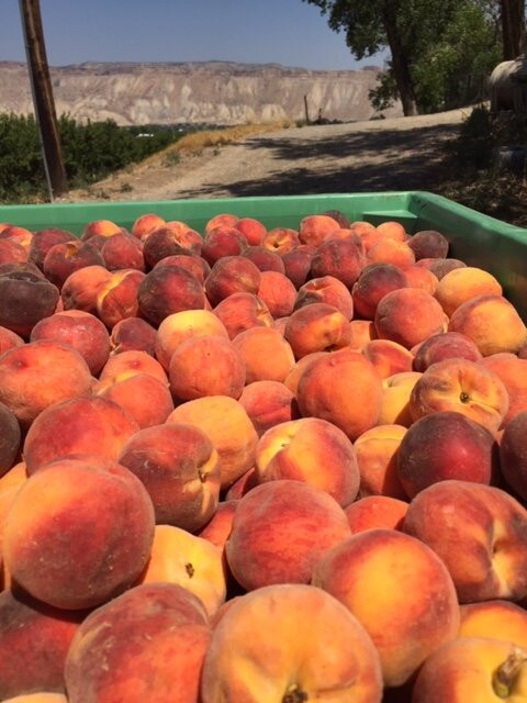 Talbott's Mountain Gold-Palisade必去景点