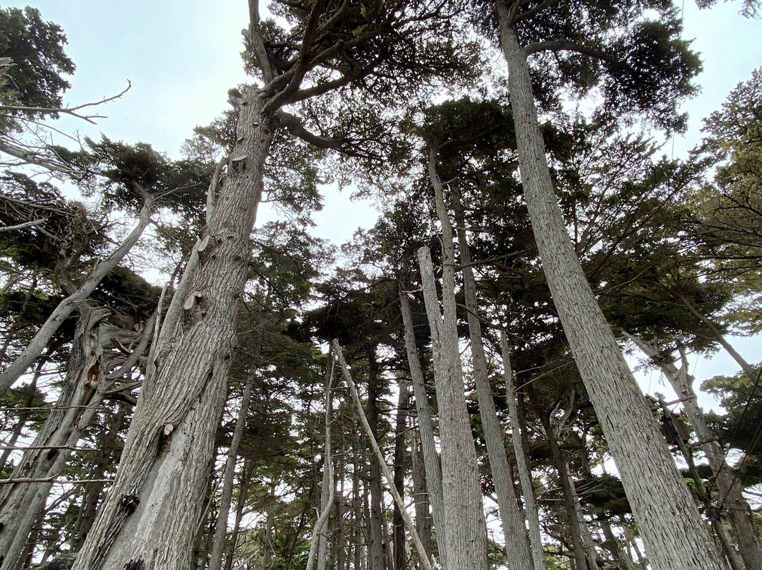 Crocker Grove-圆石滩必去景点