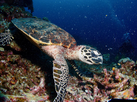 Okinawa 39ers-北谷町必去景点
