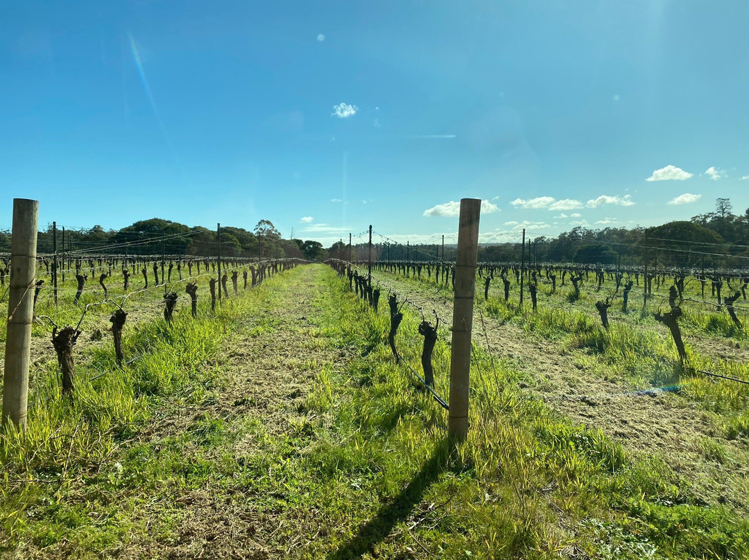 Cheers Scenic & Winery Tours景点图片