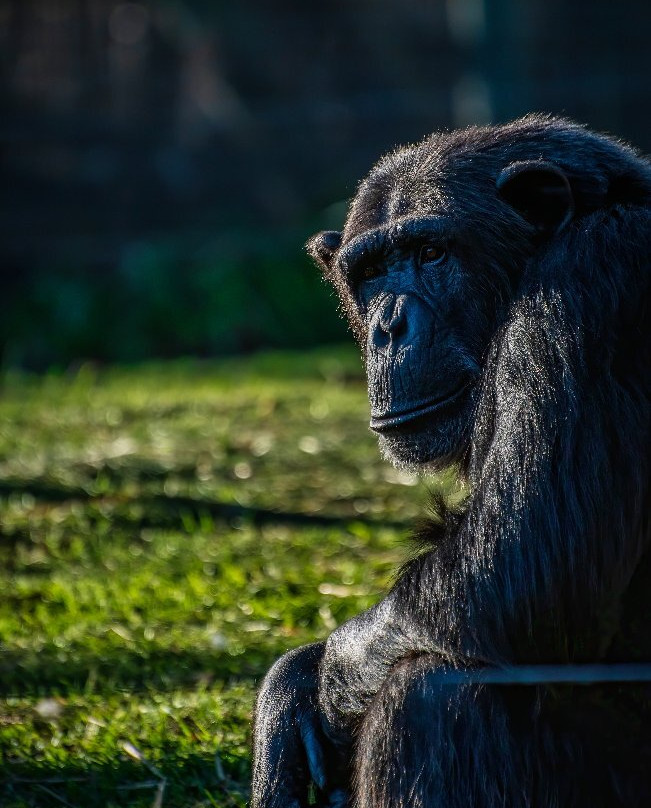 Monkey Town Primate Centre-西索美塞必去景点