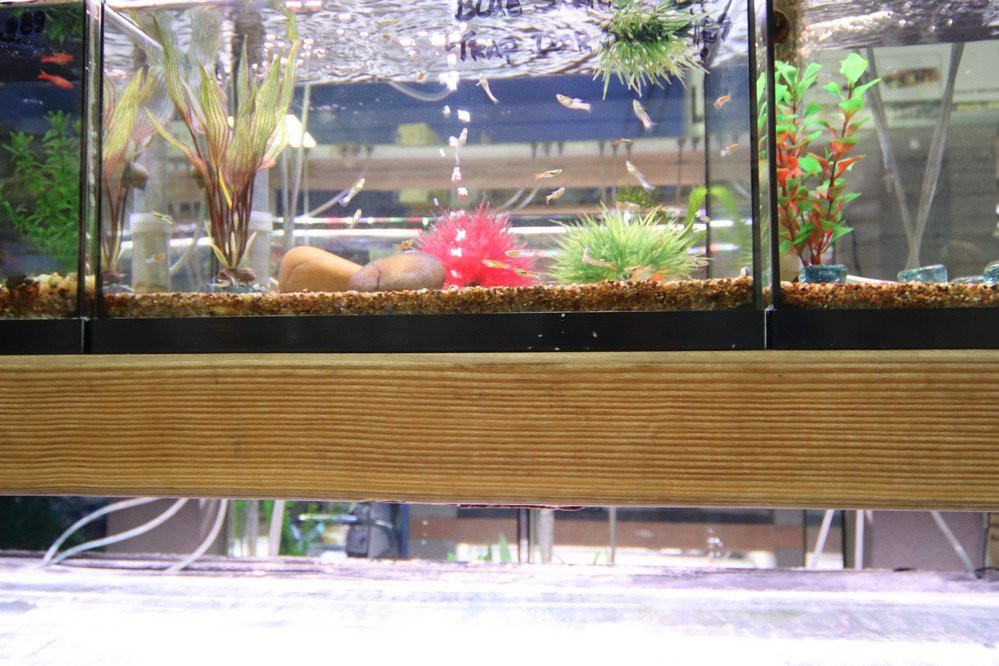 Shillington Aquarium-Calimesa必去景点