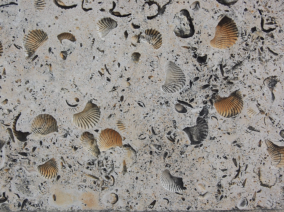 San Jacinto Museum of History-拉波特必去景点