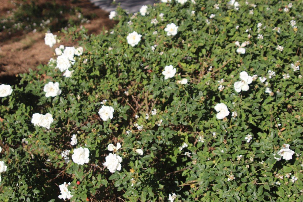 Citrus Ranch Park-Tustin必去景点
