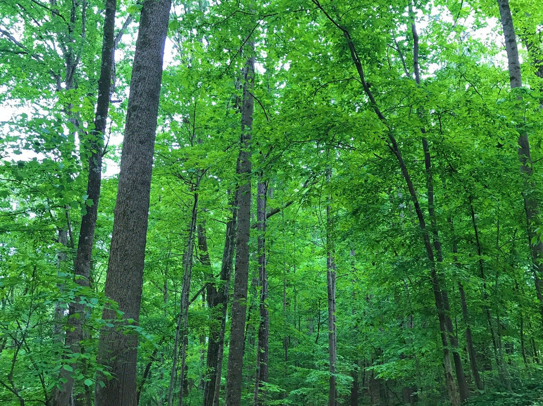 Murphey Candler Park-Brookhaven必去景点