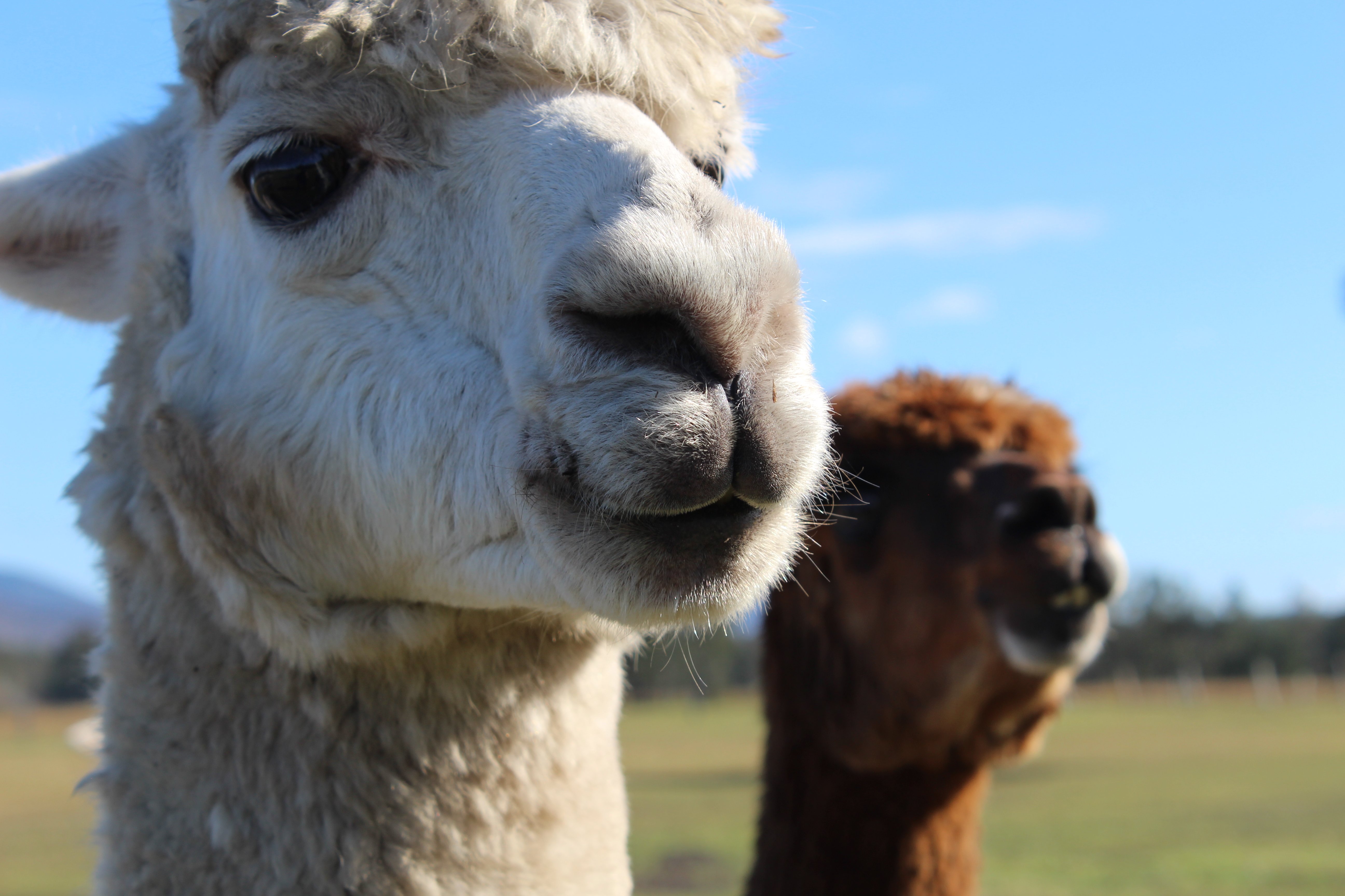 Laurina Estate-浴室