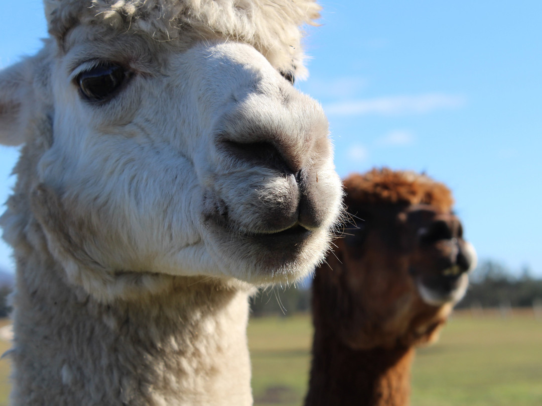 Laurina Estate主图