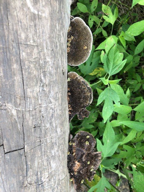 Cullinan Park-舒格兰必去景点